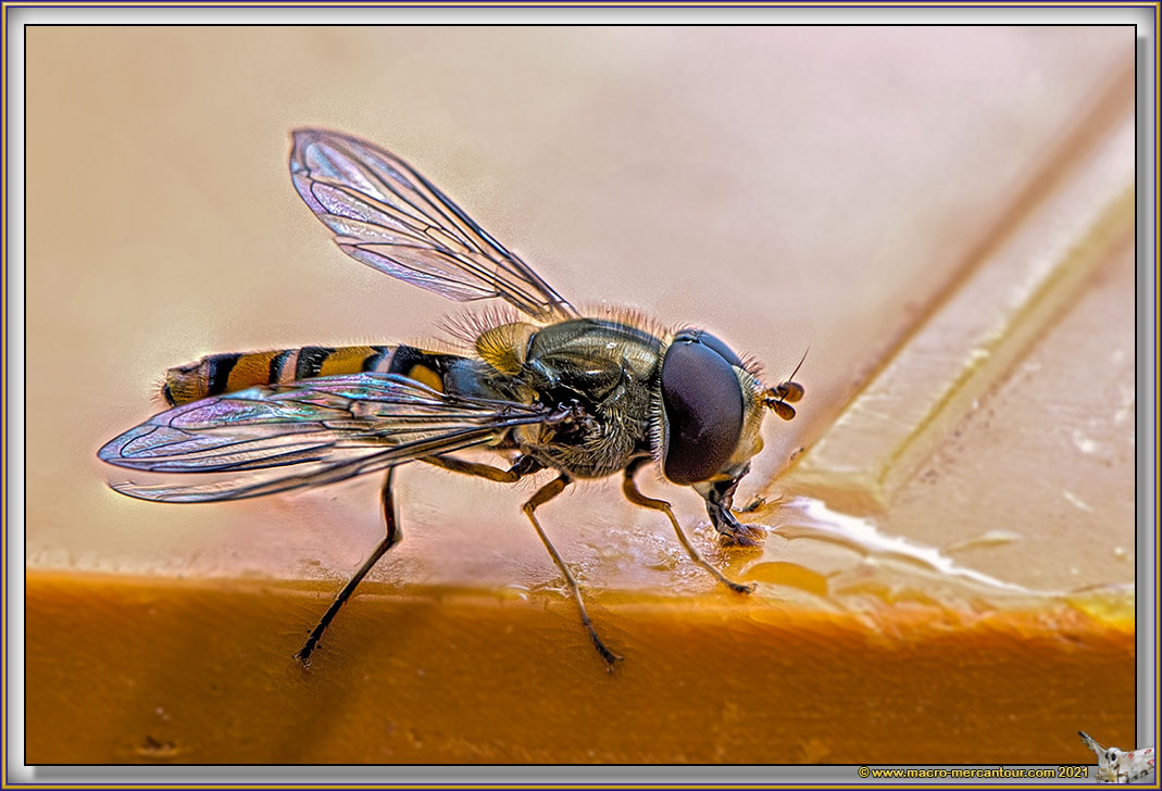 Syrphe